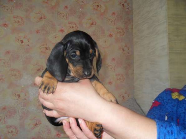 Породистые щенки карликовой таксы в Саратове фото 13