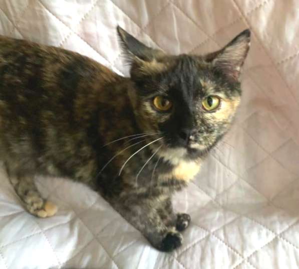 Кошка в добрые руки. Янтарная Оливия в Калуге фото 17