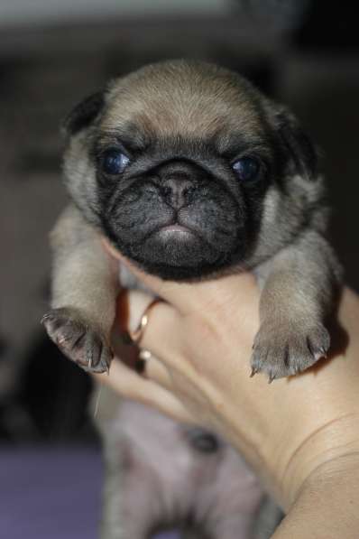 Щенки Мопса в Новосибирске фото 22