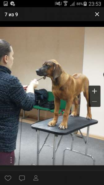 Продам 3х щенков пароды Риджбек в Новосибирске фото 6