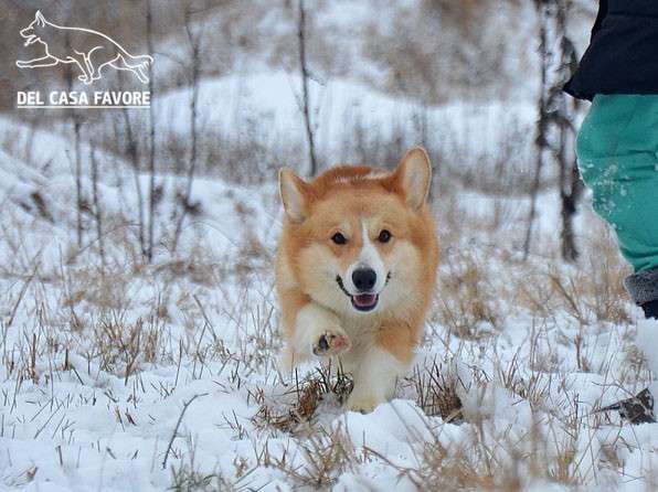 Подрощеный кобель Вельш Корги Пемброк в 