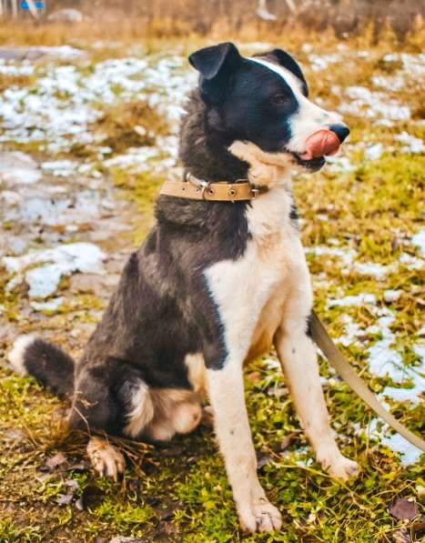 Молодой спортивный пёс ищет хозяина в Санкт-Петербурге фото 4