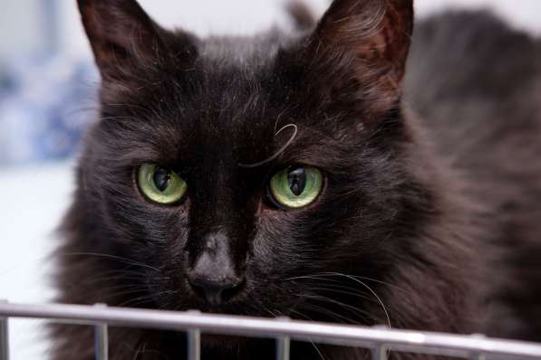 Красавица Тучка ищет заботливую семью в Москве фото 4