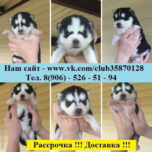 Черно-белые голубоглазые щеночки хаски