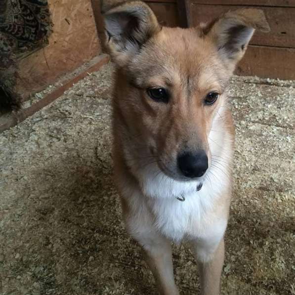 Веселая, озорная Эри ищет семью в Москве фото 19