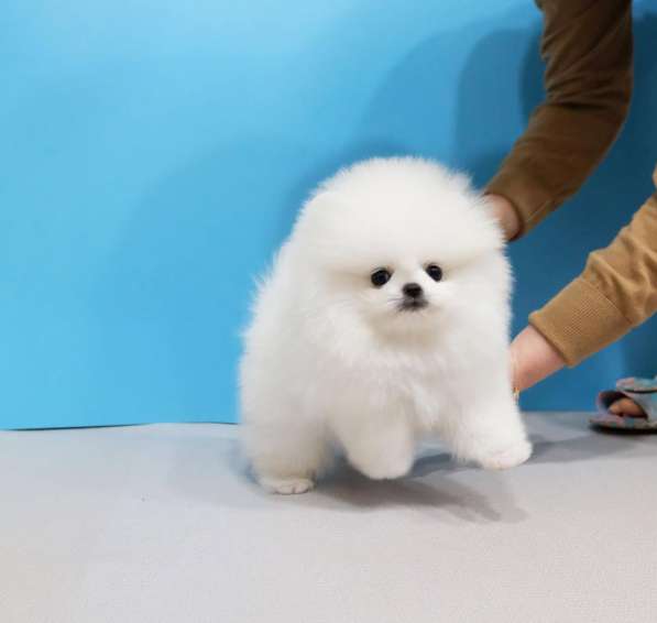 Померанского шпица в Москве фото 5