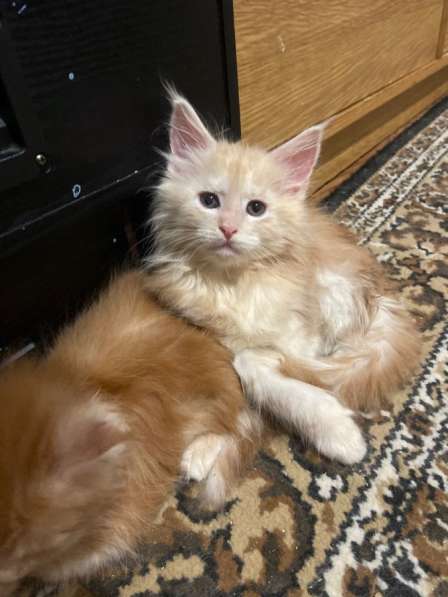 Котята мейн-кун в Чехове фото 3