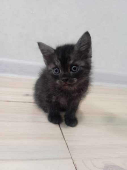 Котики в добрые руки в фото 3