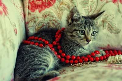 Отдам даром Котенок в дар в Санкт-Петербурге фото 3