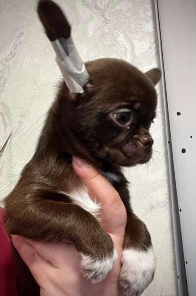 Щенок чихуахуа