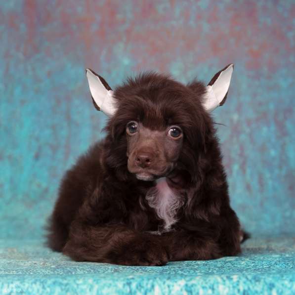 Китайская хохлатая мальчик в Москве фото 10