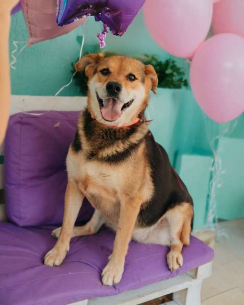 Толстушка ждёт родителей! в Москве фото 10