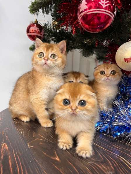 Шотландская золотая шиншила вислоухая в Новороссийске фото 3