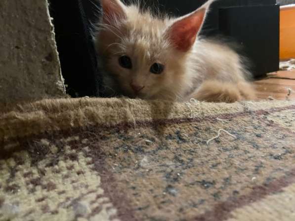 Котята мейн-кун в Чехове