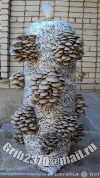 Мицелий для выращивания грибов вешенка. в Краснодаре фото 5