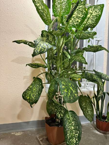 Комнатные растения