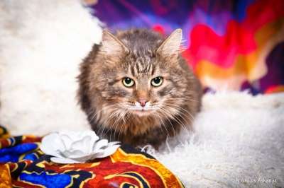 Отдам даром сибирский кот Кузя ищет доброе сердце в Москве