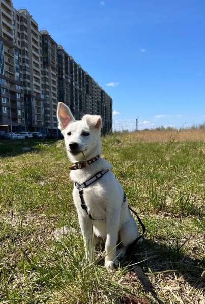 Невероятно красивый белый щенок в Санкт-Петербурге фото 4