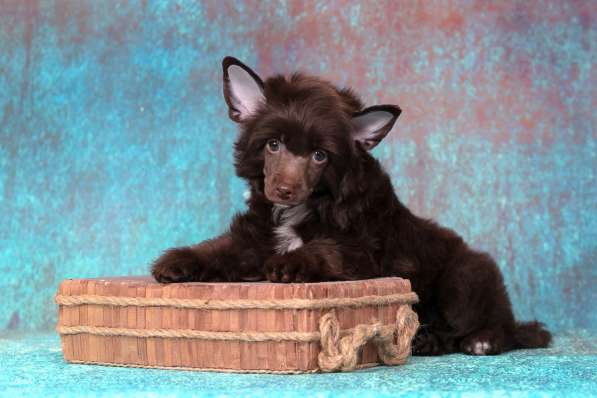 Китайская хохлатая мальчик в Москве фото 7