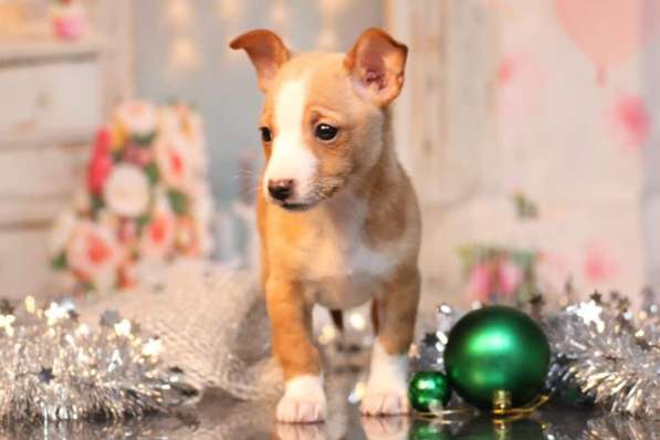 Щенки португальской поденгу в Москве фото 4