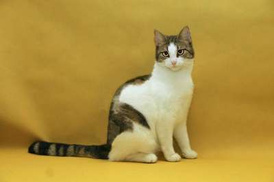 Отдам даром Леди-кошка, шкодная немножко