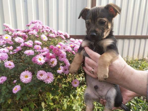 Щеночек от мелкой собачки ищет дом в Санкт-Петербурге фото 3