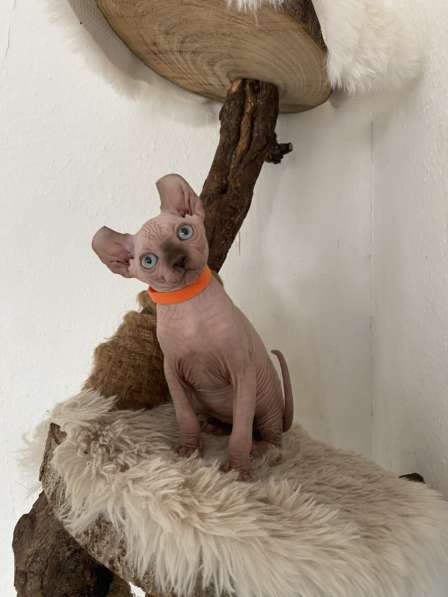 Сфинкс Эльф котята