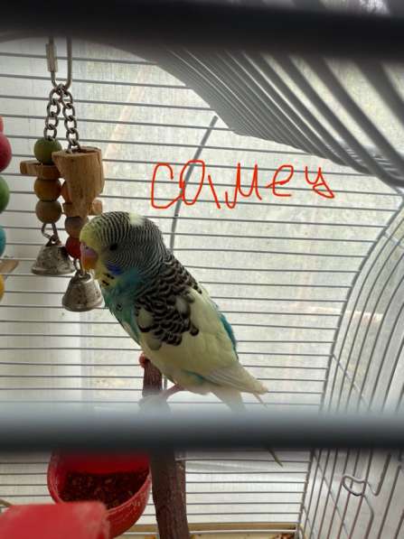 Волнистые попугаи в Калининграде фото 9