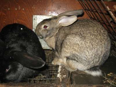 продам кроликов в Омске фото 3