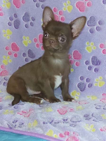 Chihuahua. Chocolate boy в 