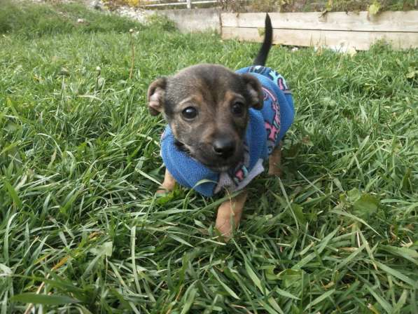 Две маленькие кнопки ищут дом в Санкт-Петербурге фото 13