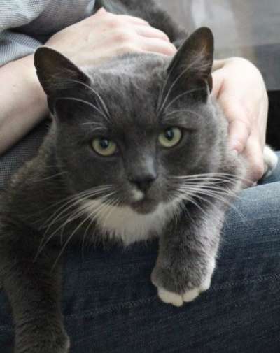 Отдам даром Котик Марсель