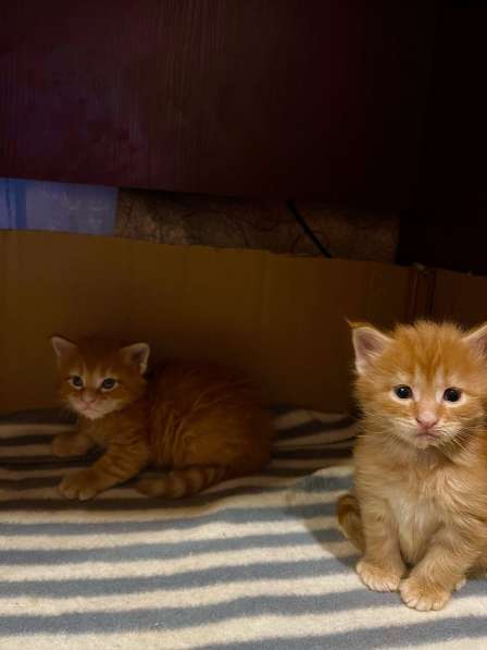 Котята Мей кун