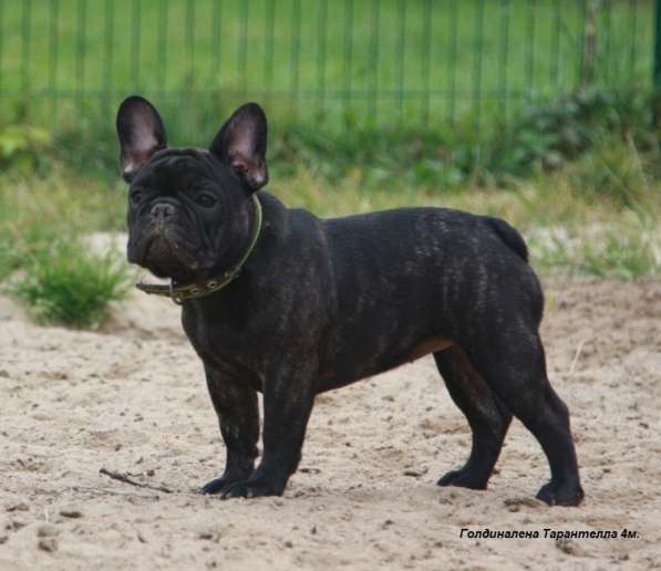 Французский бульдог подрощенные тигровые девочки в Москве фото 9