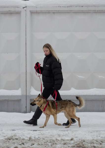 Собака Моекс (Мо) в добрые руки