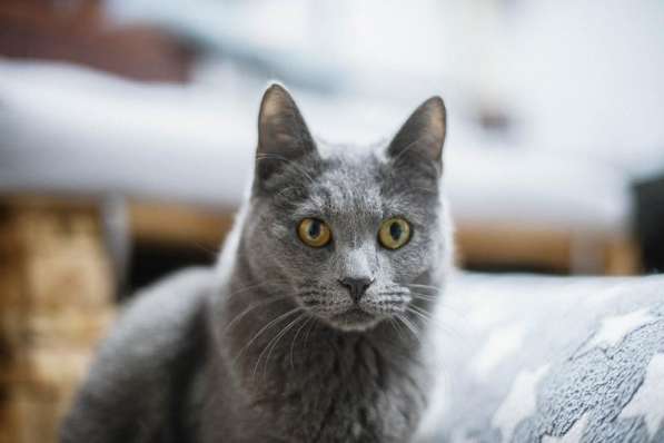 Красавица Буся в добрые руки в Москве