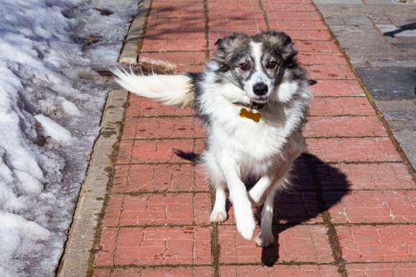 Очень ищет свою семью Ластик в Москве фото 11