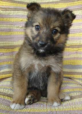 Щенки 2,5 месяца, мальчики в Санкт-Петербурге фото 4