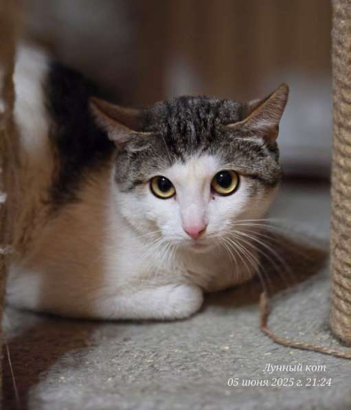 Котик Зефир