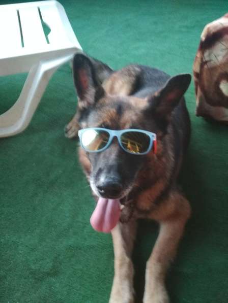 Клуб Скиф индивидуальная дрессировка собак в Феодосии фото 9