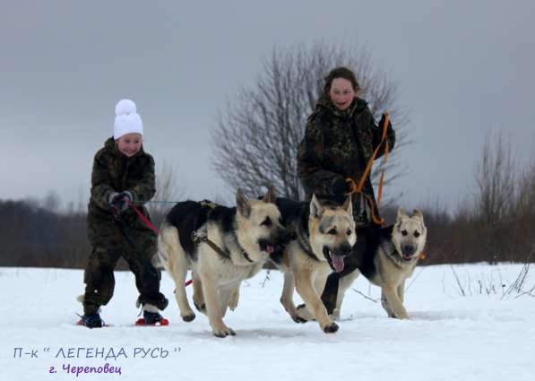 Щенков, собак породы восточноевропейская овчарка в Москве фото 9