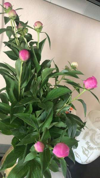Тюльпаны цветы к празднику нарциссы в Ростове-на-Дону фото 3