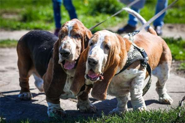 Бассеты Гоша и Ника в добрые руки в Москве фото 4