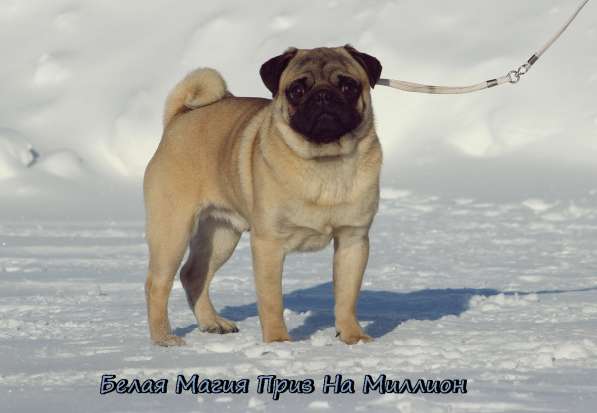 Щенки Мопса в Новосибирске фото 16