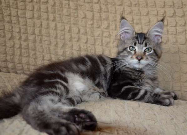 Породистые котята в Кисловодске фото 6