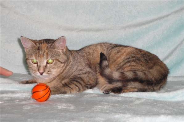 Молодая кошечка ищет дом в Москве фото 10