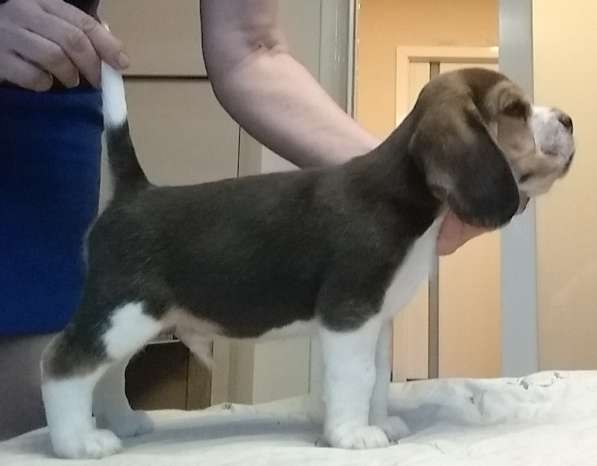 Щенки Бигля в Москве фото 6