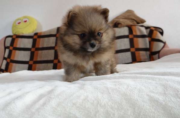 Померанский шпиц - медвежий тип в фото 25