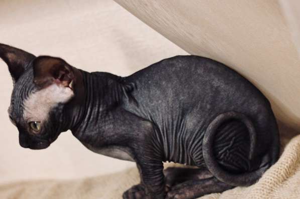 Канадский сфинкс в Санкт-Петербурге фото 5