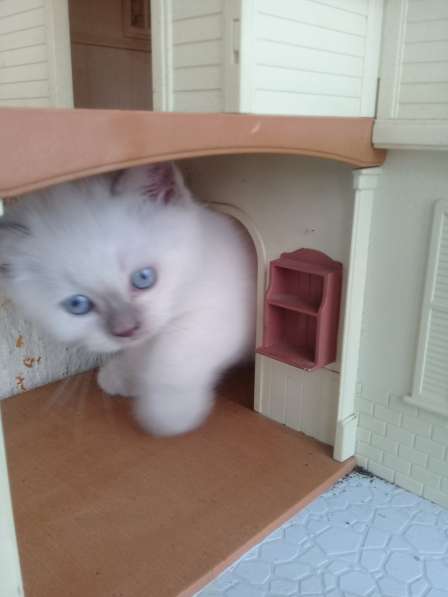 Шотландские котята в Санкт-Петербурге фото 23